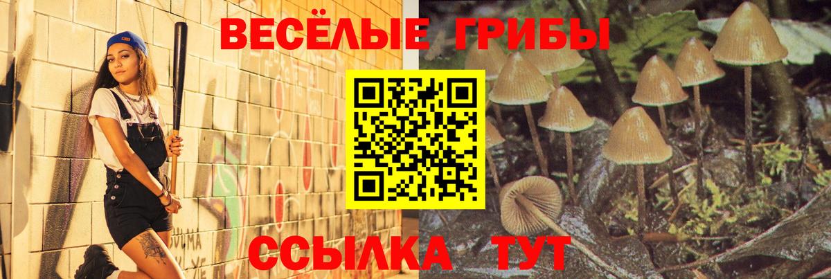 Псилоцибиновые грибы Psilocybe Новочеркасск